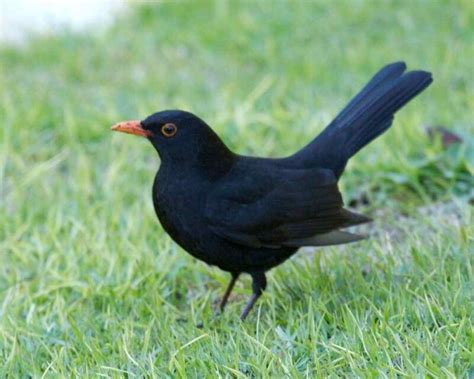 Blackbird in a meadow