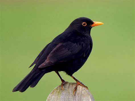 Blackbird with its feathers fluffed