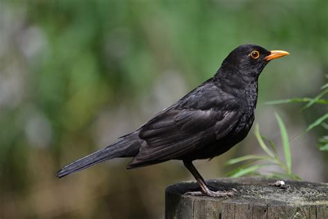 Blackbird perched on a branch