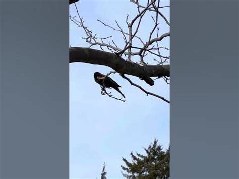 Spotting a blackbird in Phoenix, Oregon