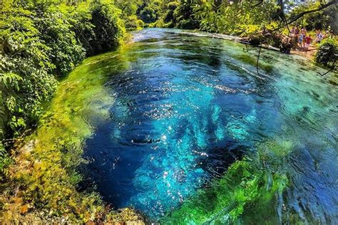 Blue Eyes Nature