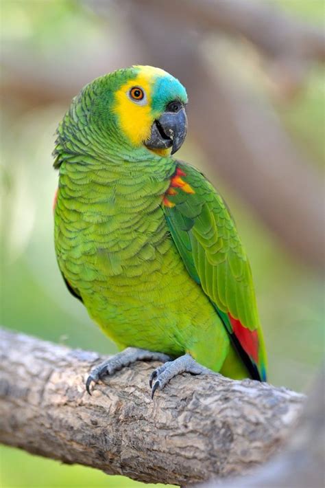 Blue Fronted Amazon Bird