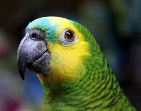 Blue Fronted Amazon Birds