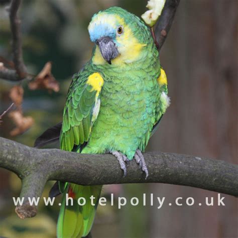 Blue Fronted Amazon Care