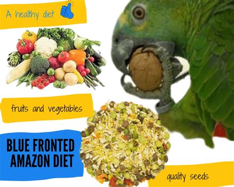 Blue Fronted Amazon Diet