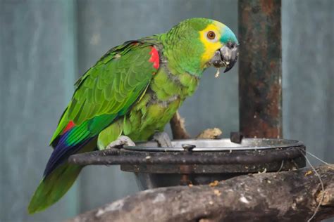 Blue Fronted Amazon Exercise