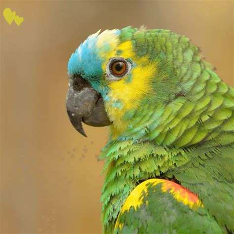 Blue Fronted Amazon Health