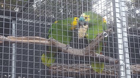 Blue Fronted Amazon Training