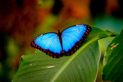 Blue morpho butterfly in flight