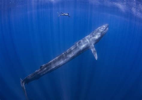 Blue whale conservation efforts