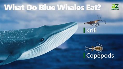 Blue whale diet