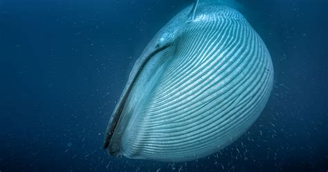 Blue whale feeding on krill