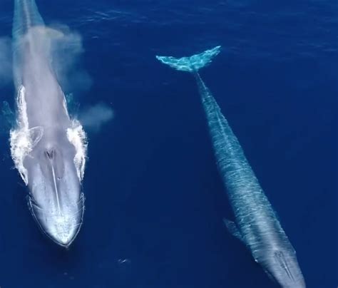 Blue whale migration patterns