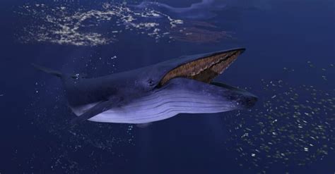 Blue whale predators