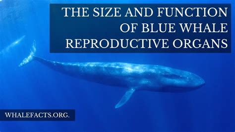 Blue whale reproduction