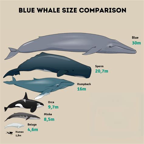 Blue whale size comparison