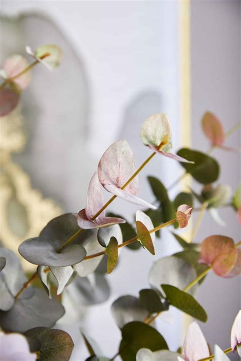 Blush and Eucalyptus