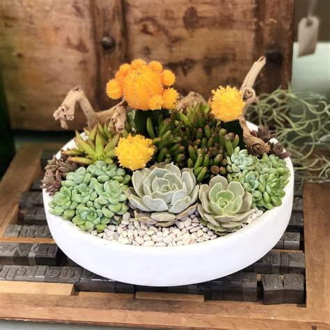 Bold and Bright Succulent Arrangement