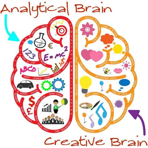 Brain development and creativity