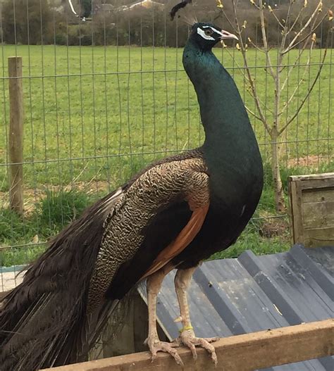 Peacock feathers in bronze color