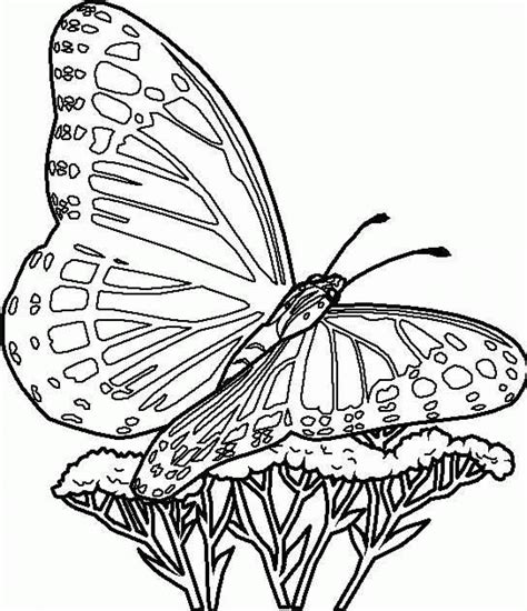 Butterfly coloring pages for kids and adults