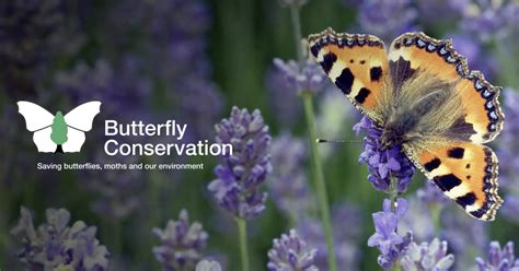 Description of Butterfly Conservation