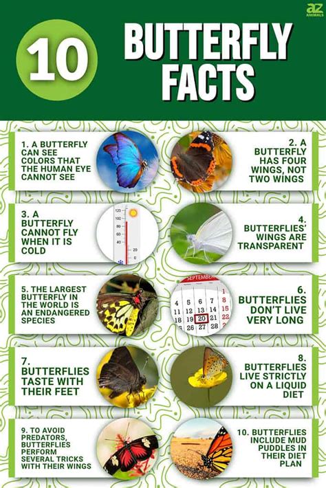 Butterfly Facts