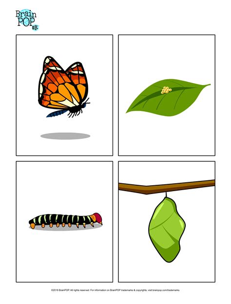 Butterfly life cycle diagrams for educational use