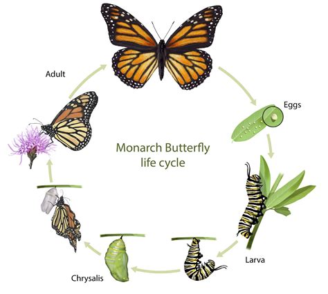 Description of Butterfly Life Cycle