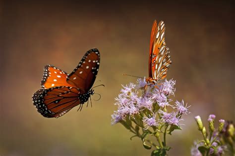 A photographer taking a picture of a butterfly