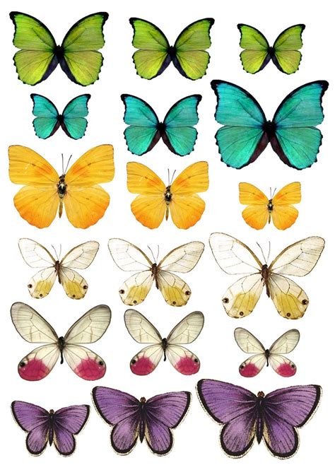 Variety of butterfly printable designs