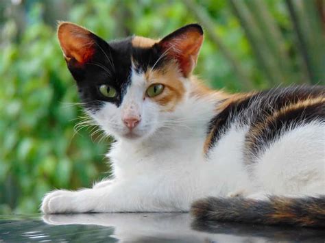 Calico cat