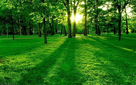 Calming green spaces can reduce stress and anxiety