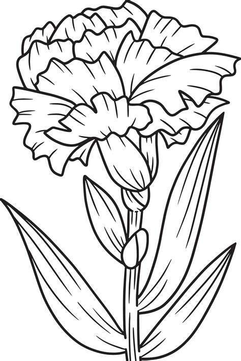 Carnation coloring pages