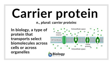 Carrier terminology concept image 7