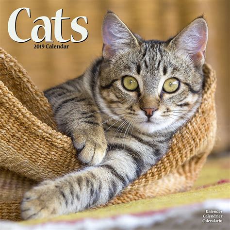 Cat Breed Calendars