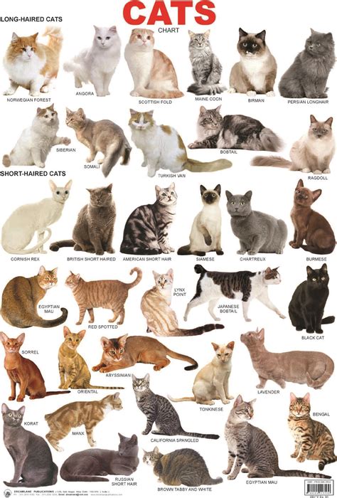 Cat breeds