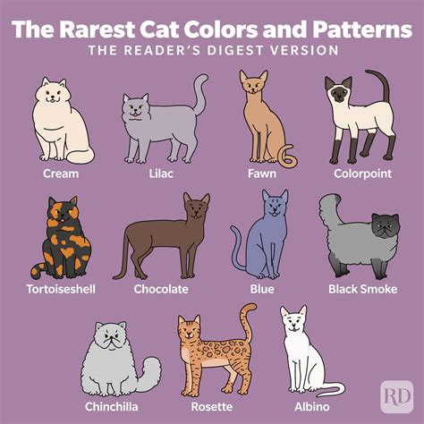 Cat colors and patterns are incredibly diverse