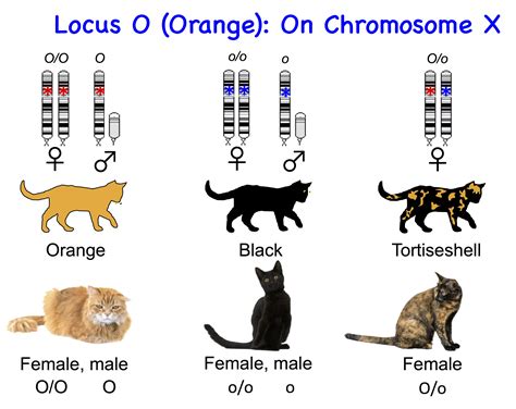 Cat genetics play a crucial role in determining coat color