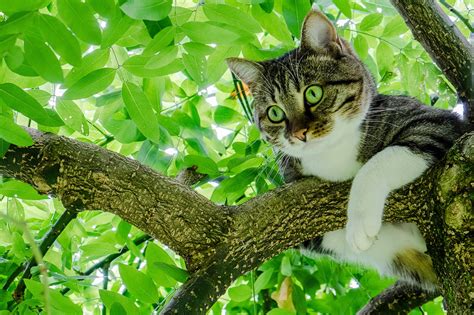 Cat in tree