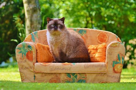 Cat on couch