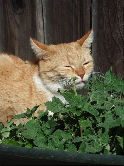 Catnip