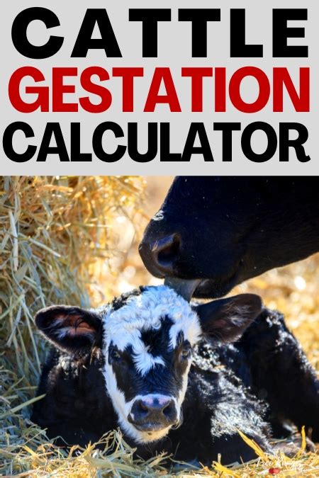 Cattle Gestation Image 1