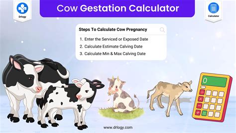 Cattle Gestation Image 5