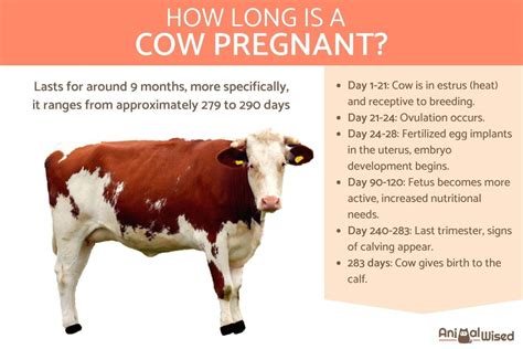 Cattle Gestation Calendar