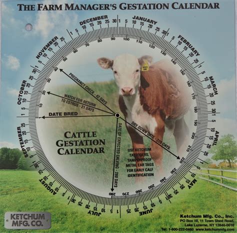 Cattle Gestation Calendar Image 6