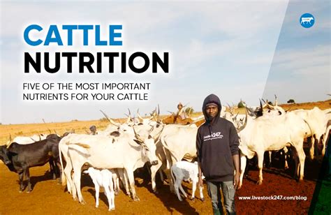 Cattle Nutrition Image 9