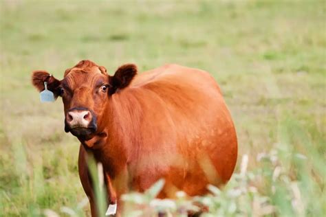 Cattle Pregnancy Care Image 7