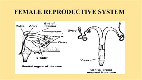 Cattle Reproduction Image 4