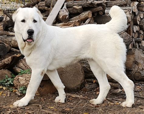 Central Asian Shepherd Dog